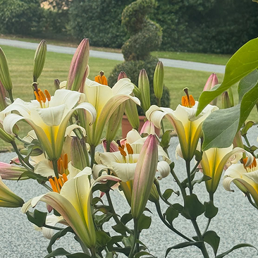 Summer is in full bloom upon the hall grounds… #gwysaneyhall #countryestate #countryliving #heri 1